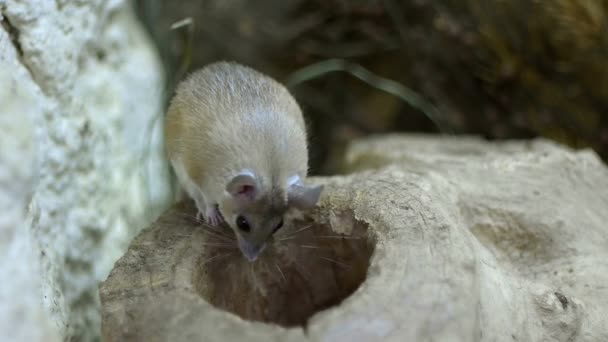 Мышь — стоковое видео