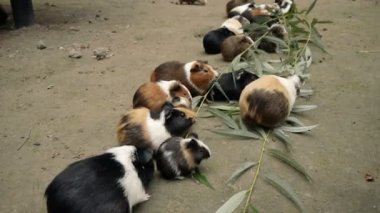 eskiden şiling şimdi pigs yeme