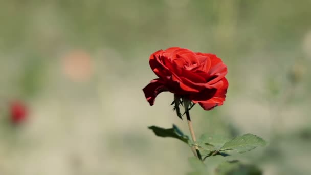 Красная дикая роза — стоковое видео