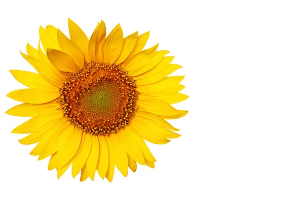 Ramo Girasoles Sobre Fondo Blanco Girasoles Aislados — Foto de Stock