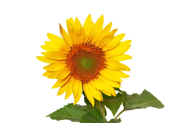 Bouquet Sunflowers White Background Isolated Sunflowers — Stock Photo, Image