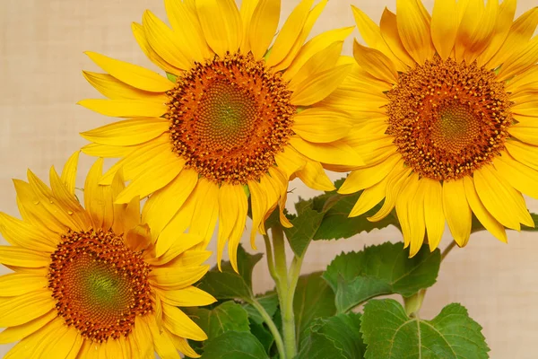 Bouquet Sunflowers Beige Background — Stock Photo, Image