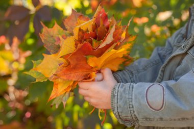 Sonbahar parkında düşen akçaağaç yapraklarından bir buket tutuyor ellerinde. Sonbaharda parkta yürüyüş kavramı
