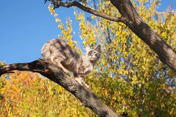 gray cat on a tree against the blue sky. Ash cat sits on a tree in autumn