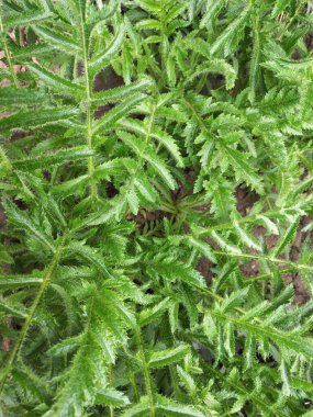 Doğa yeşil tropikal orman tesisi, duvar dokusu siyah arka plan üzerine bırakır..