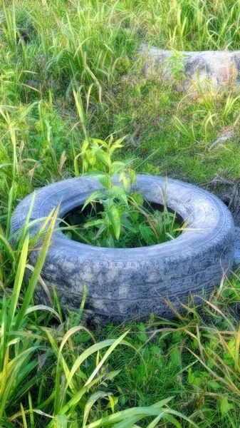 Hierba Crece Neumático —  Fotos de Stock