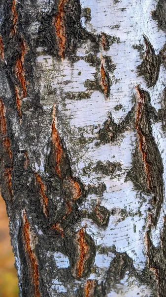 Bark White Birch Tree — Stock Photo, Image