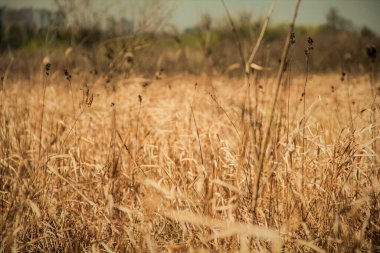 Sonbaharda tarla çimeni