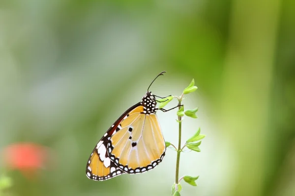 Papillon monarque — Photo