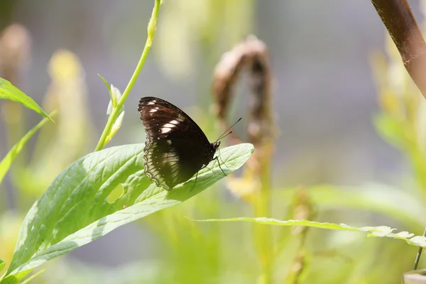 Butterfly bahçesinde — Stok fotoğraf