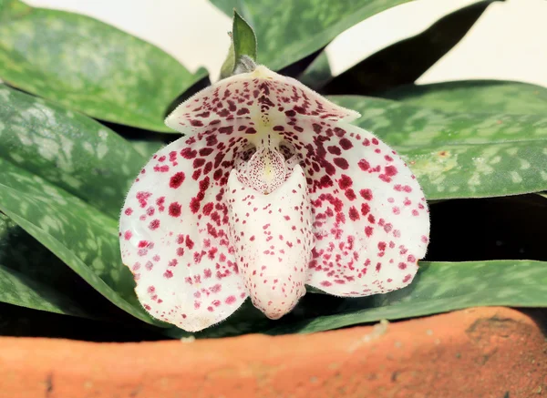 Paphiopedilum bellatulum — Photo