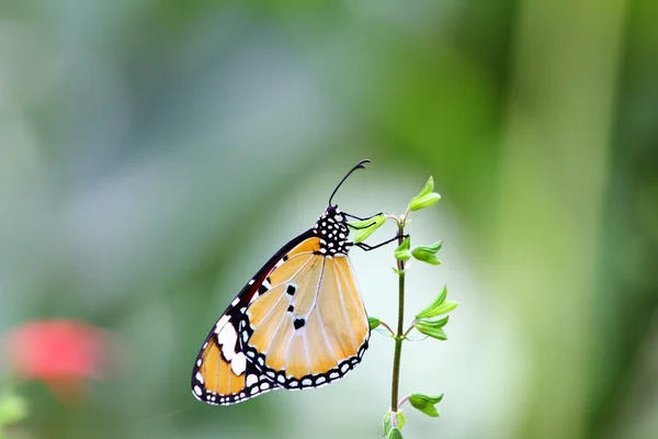 Farfalla gialla — Foto Stock