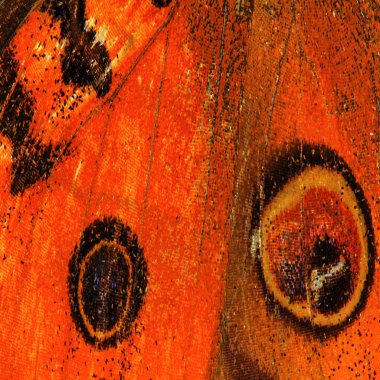 Kelebek kanadı doku