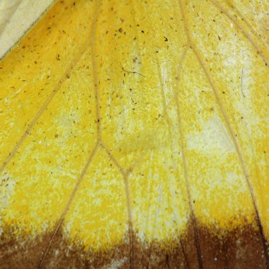 Kelebek kanadı doku