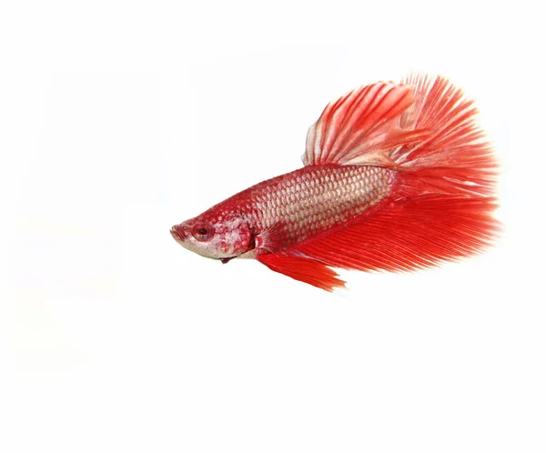 Betta fish — Stock Photo, Image