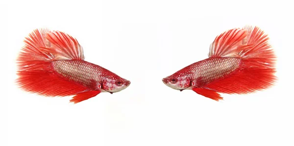 Peixe betta vermelho — Fotografia de Stock