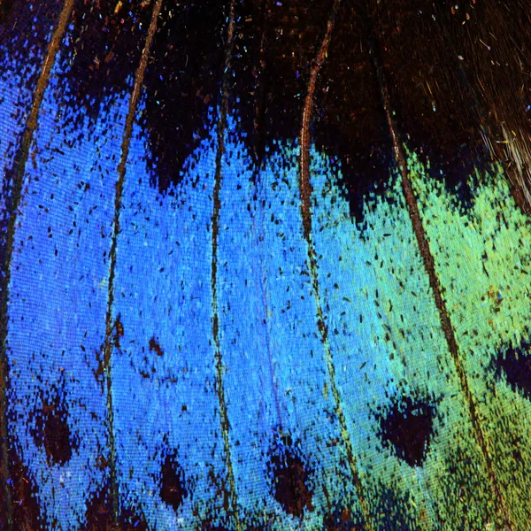 Kelebek kanadı doku