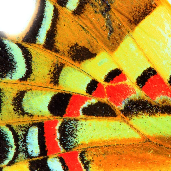 Kelebek kanadı doku