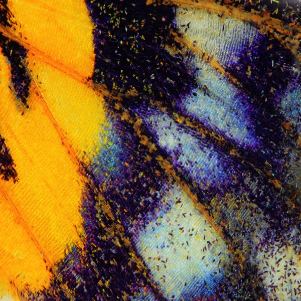 Kelebek kanadı doku