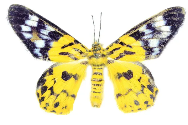 Yellow death butterfly — Stock Photo, Image