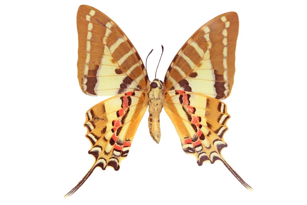 Beyaz arkaplanda kelebek — Stok fotoğraf