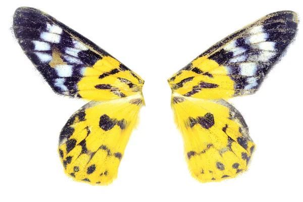 Жовта метелик крило — стокове фото