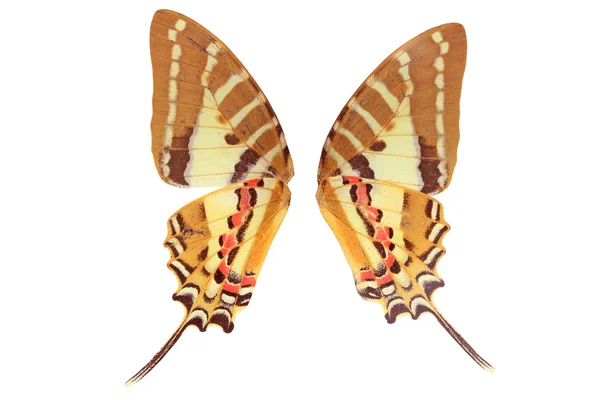 Крило метелика на білому тлі — стокове фото