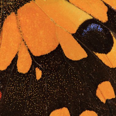 Kelebek kanadı doku