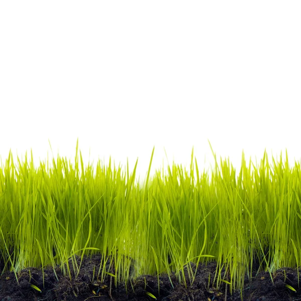 Трава с почвой — стоковое фото