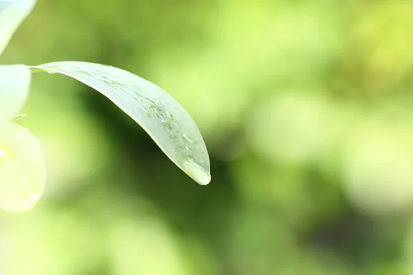 Waterdrop on green leaf — Stock Photo, Image