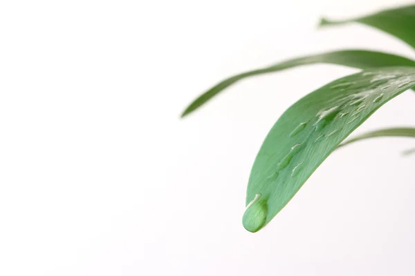 Waterdrop on green leaf — Stock Photo, Image