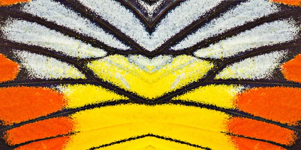 Texture des ailes de papillon — Photo