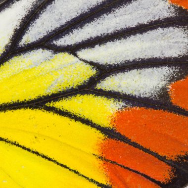 Kelebek kanadı doku