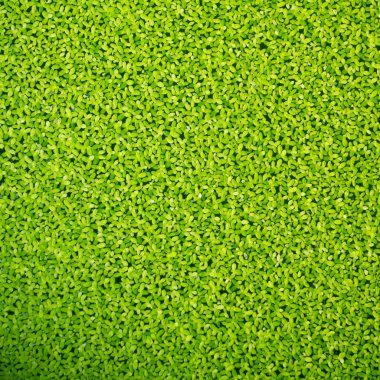duckweed doku