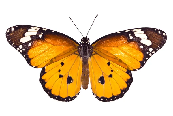 Mariposa monarca sobre fondo blanco — Foto de Stock