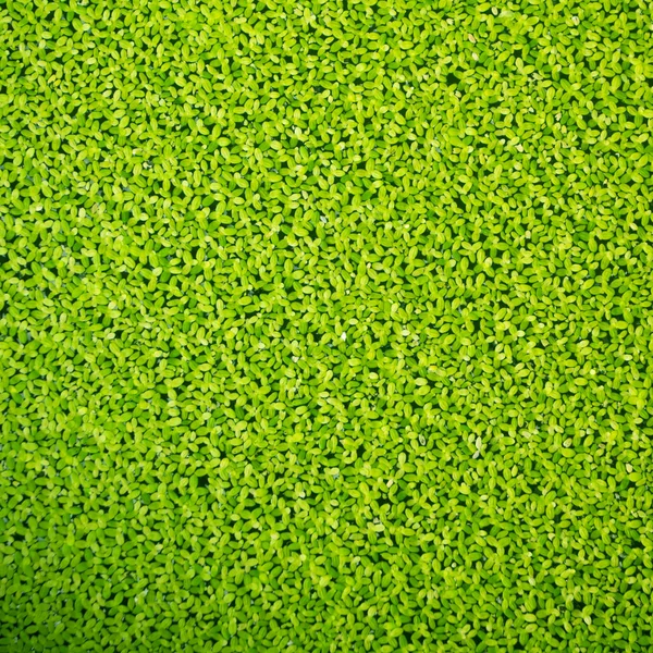 Textura Duckweed —  Fotos de Stock