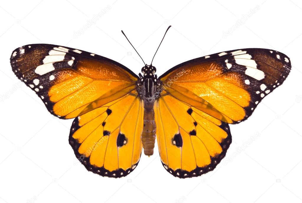 Monarch butterfly on white background