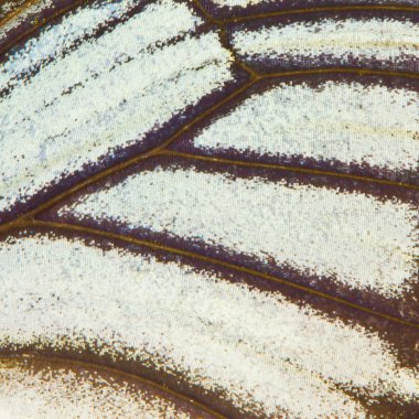 Kelebek kanadı doku