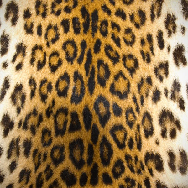 Leopar deri dokusu