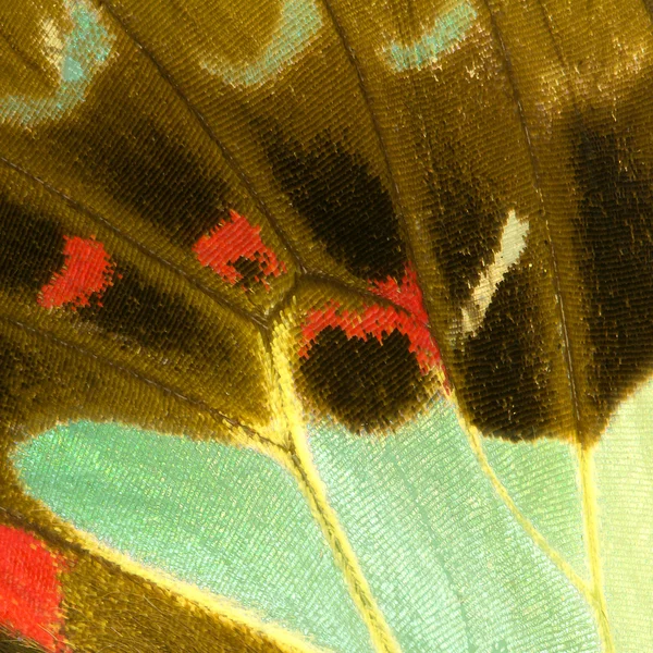 Текстура крыльев бабочек — стоковое фото