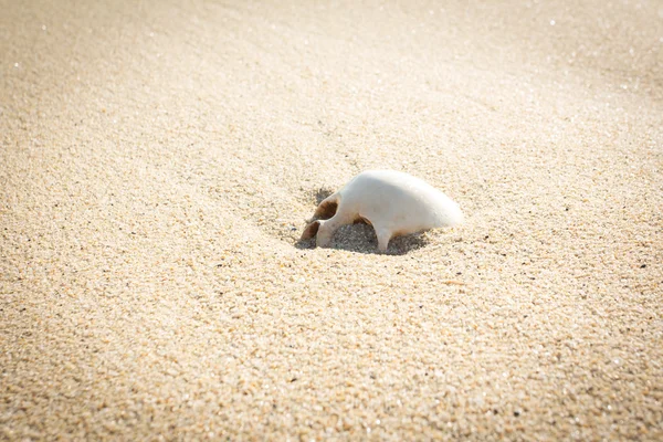 Human skull — Stock Photo, Image