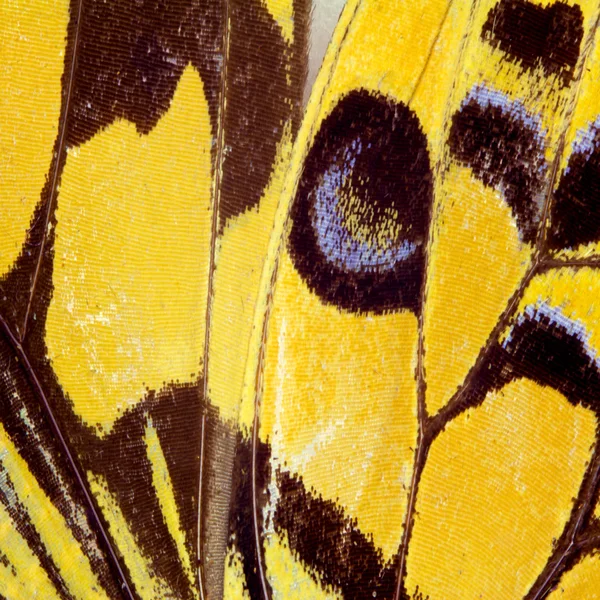 Textura del ala de mariposa — Foto de Stock