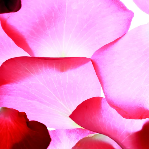 Фон лепестков розы — стоковое фото