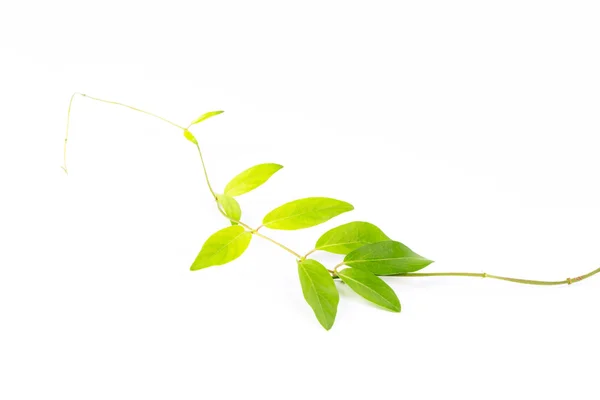 Feuilles isolées sur fond blanc — Photo