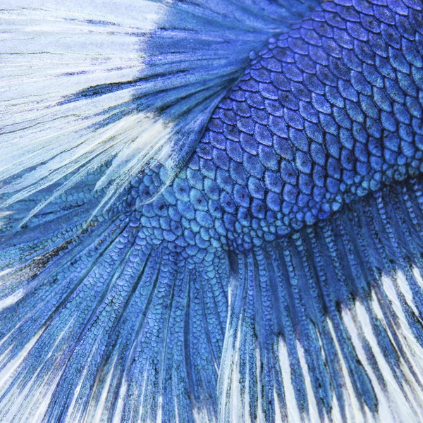 -물고기 피부에 클로즈업 블루 샴 싸우는 물고기 — 스톡 사진