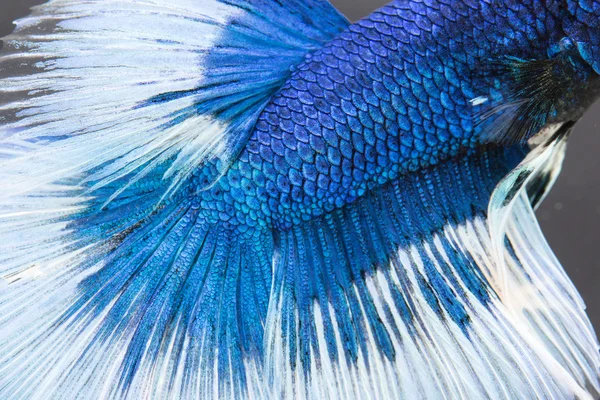 Betta, texture de peau de poisson de combat siamois — Photo