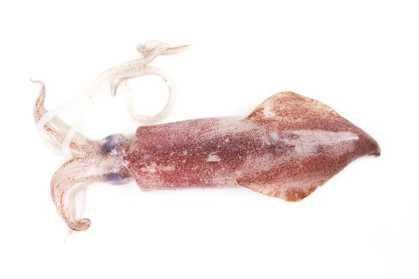 Fresh squid on white background — Stock Photo, Image