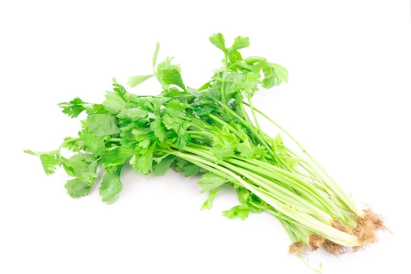 Celery sprig — Stock Photo, Image