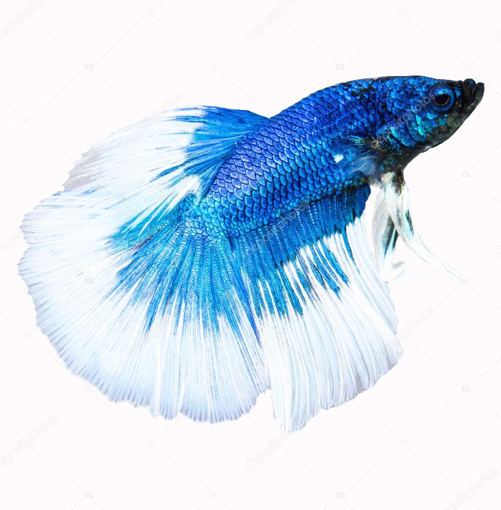 Siamese fighting fish isolated in white background. Betta Splend