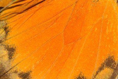 Kelebek kanadı doku